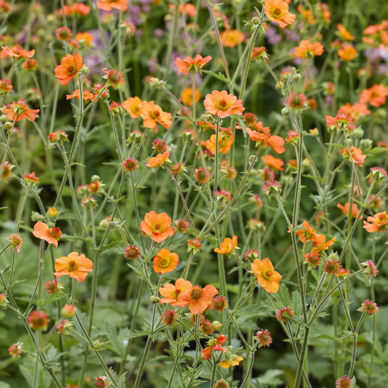Nelkenwurz ‘Totally Tangerine’ - Orange leuchtet den ganzen Sommer