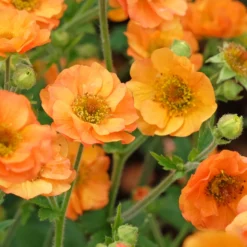 Nelkenwurz ‘Totally Tangerine’ - Orange leuchtet den ganzen Sommer