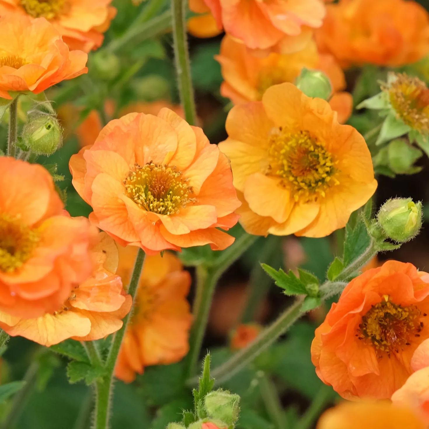 Nelkenwurz ‘Totally Tangerine’ - Orange leuchtet den ganzen Sommer