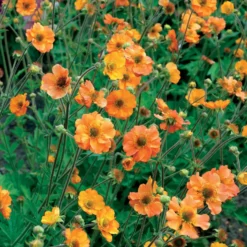 Nelkenwurz ‘Totally Tangerine’ - Orange leuchtet den ganzen Sommer