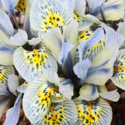Netziris ‘Katherine Hodgkin’ (x10) - Blüht schon im Februar