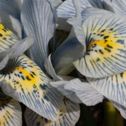 Netziris ‘Katherine Hodgkin’ (x10) - Blüht schon im Februar