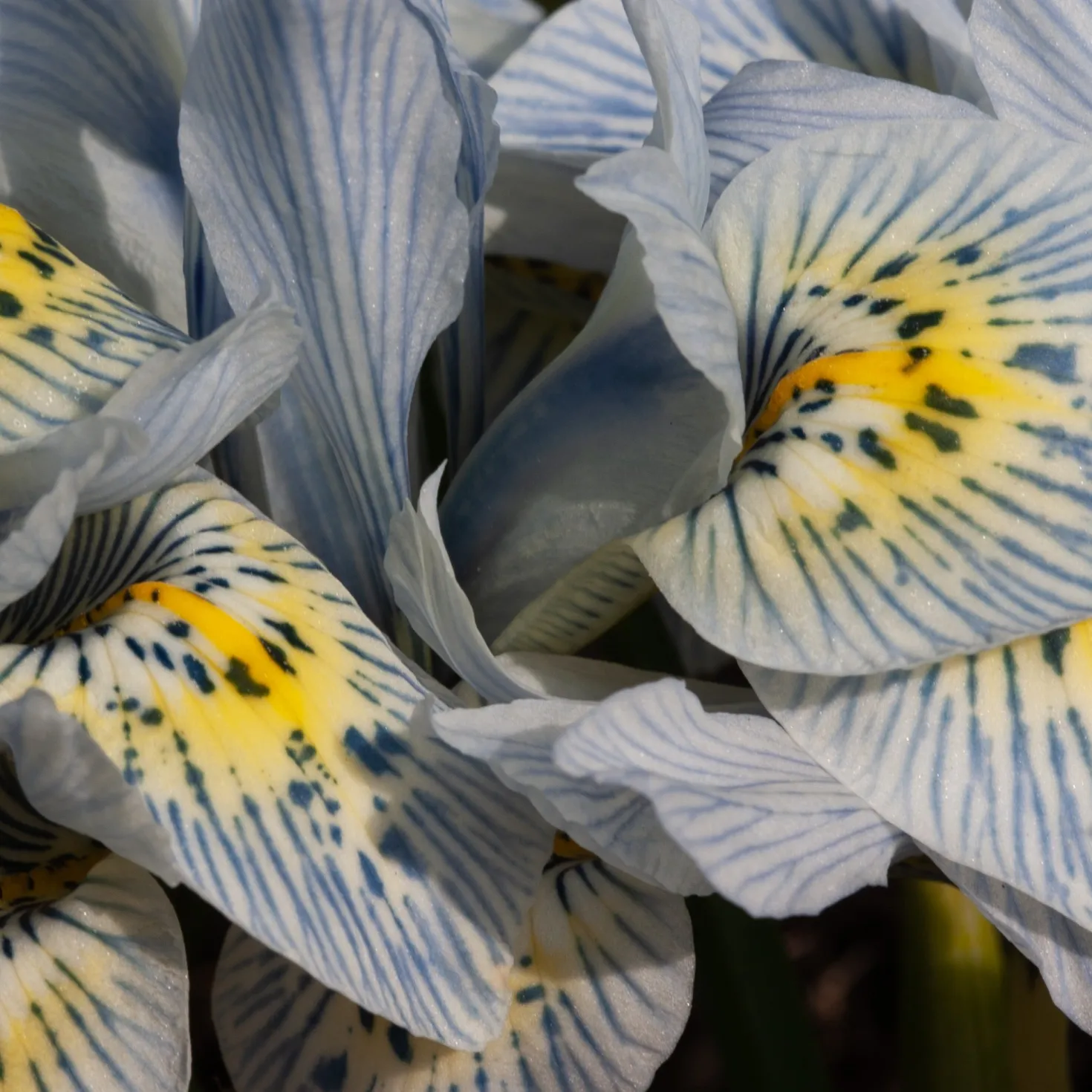 Netziris ‘Katherine Hodgkin’ (x10) - Blüht schon im Februar