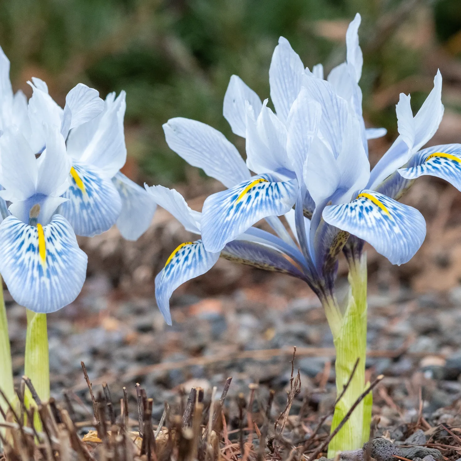 Netziris ‘Katherine Hodgkin’ (x10) - Blüht schon im Februar