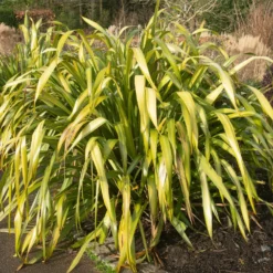 Neuseeländischer Flachs ‘Yellow Wave’ - Sofort exotisches Flair