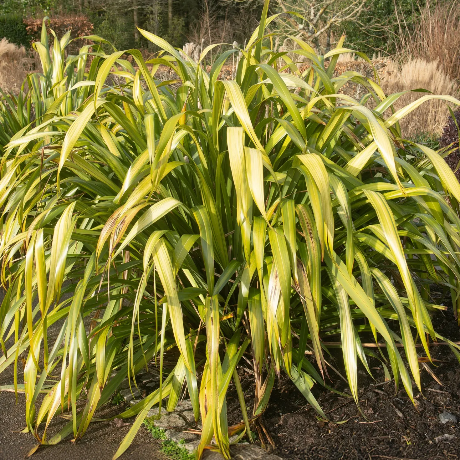 Neuseeländischer Flachs ‘Yellow Wave’ - Sofort exotisches Flair