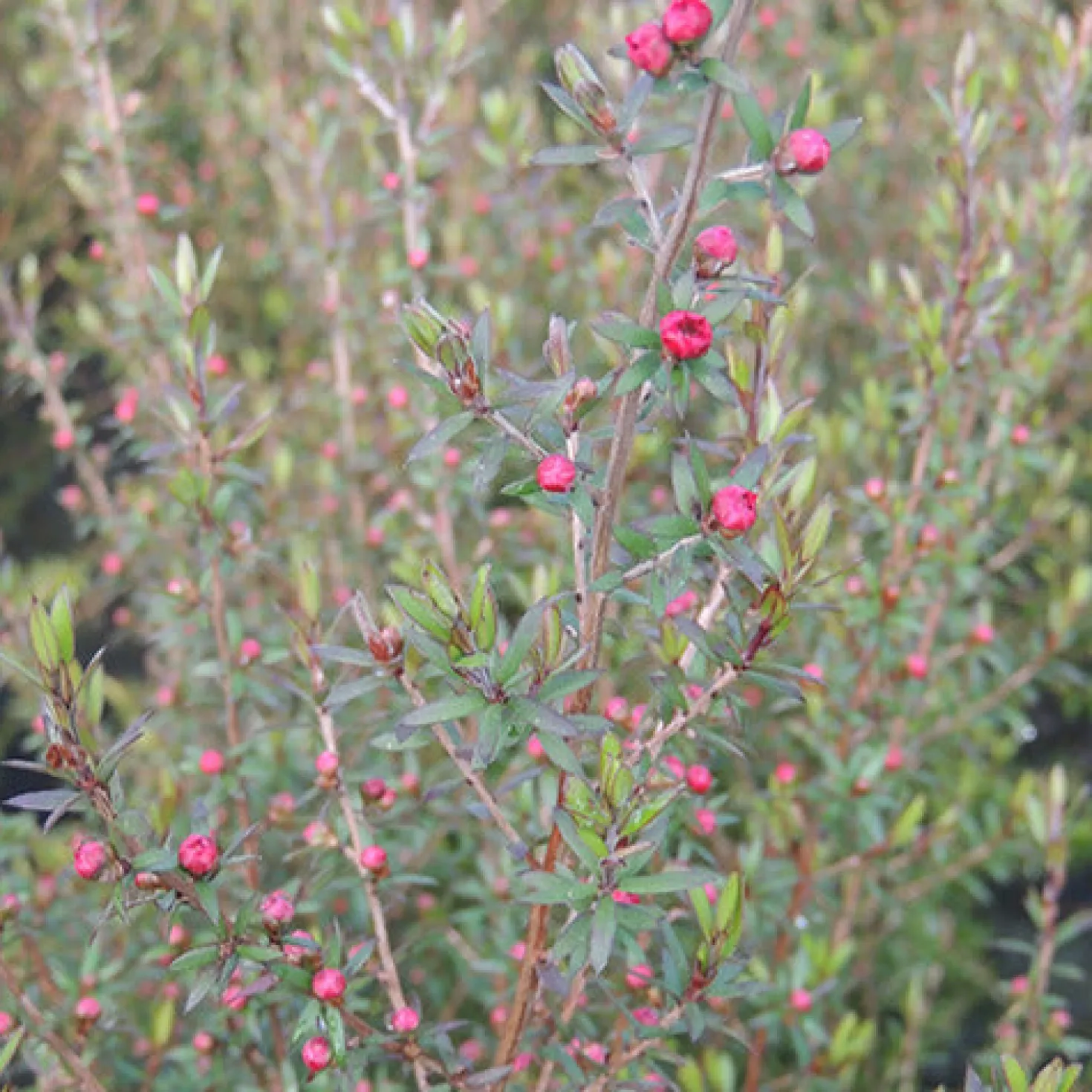 Neuseeländischer Teebaum ‘Ruby Glow’ - Rote Blütenpracht ganz einfach