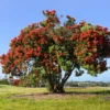 Neuseeländischer Weihnachtsbaum - Rotes Blütenfeuer im Sommer
