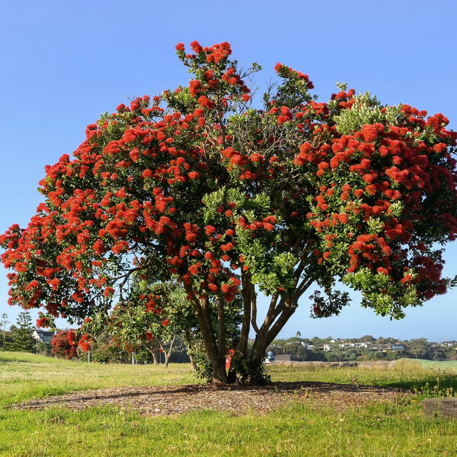 Neuseeländischer Weihnachtsbaum - Rotes Blütenfeuer im Sommer