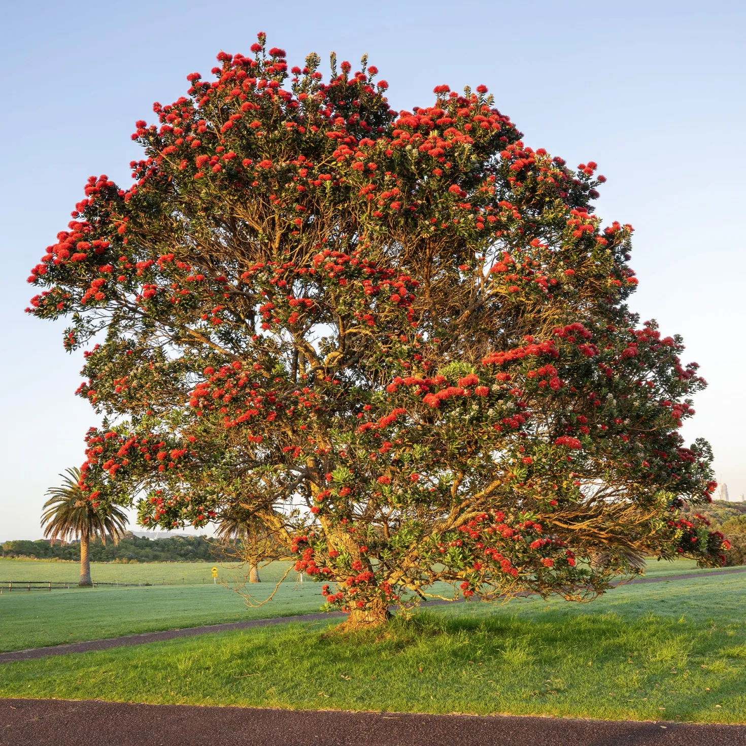 Neuseeländischer Weihnachtsbaum - Rotes Blütenfeuer im Sommer