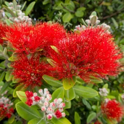 Neuseeländischer Weihnachtsbaum - Rotes Blütenfeuer im Sommer