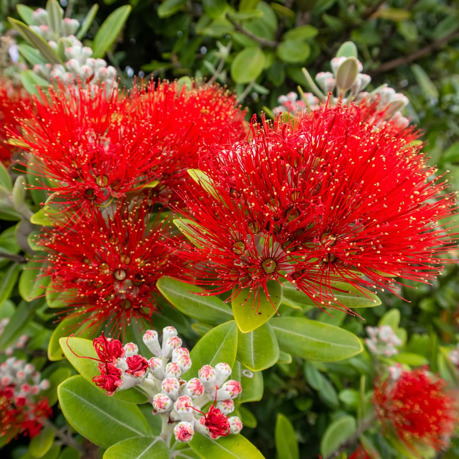 Neuseeländischer Weihnachtsbaum - Rotes Blütenfeuer im Sommer