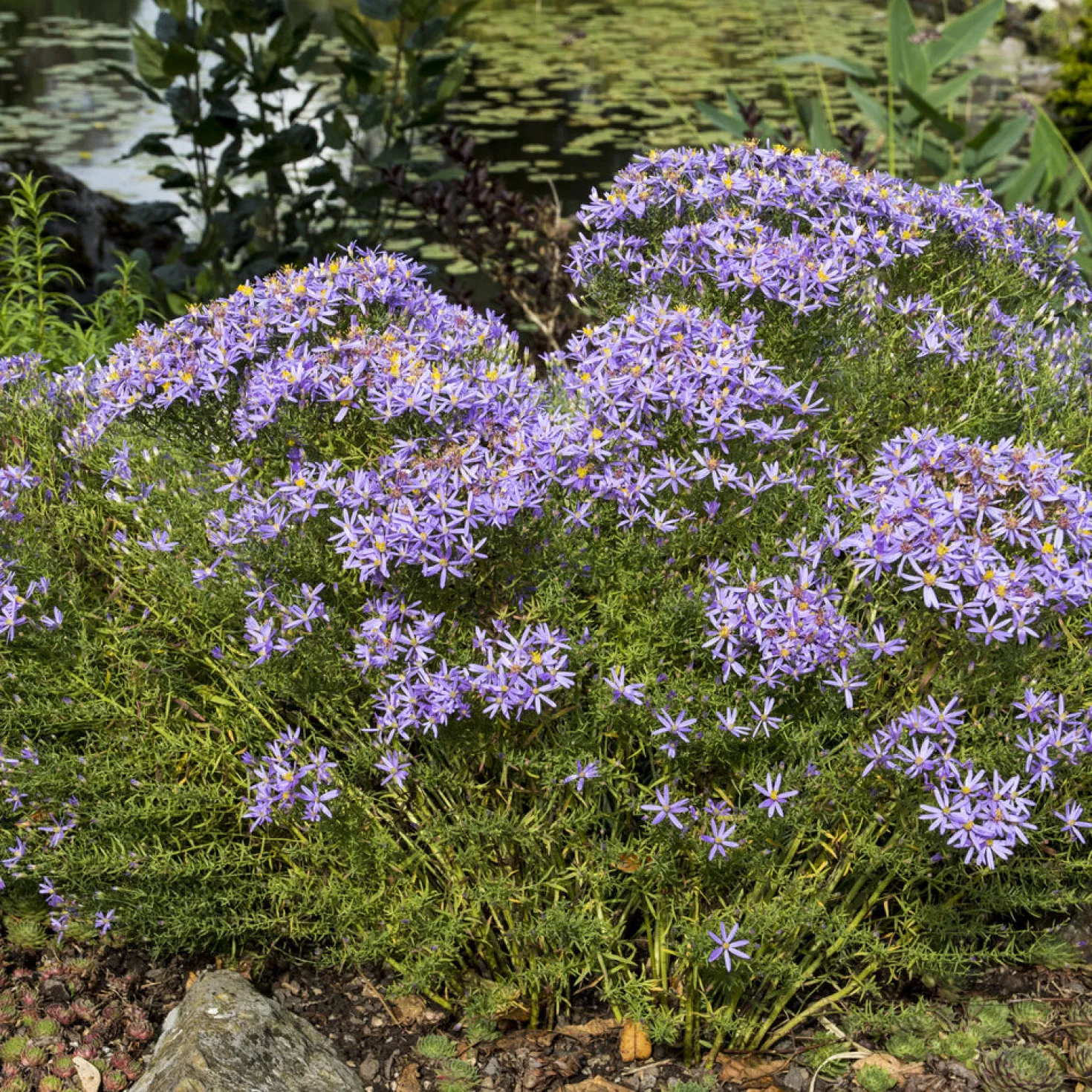 Niedrige Garten-Aster 'Nanus' - Blütenmeer im Herbst