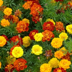 Niedrige Studentenblume - Farbenpracht ohne Aufwand