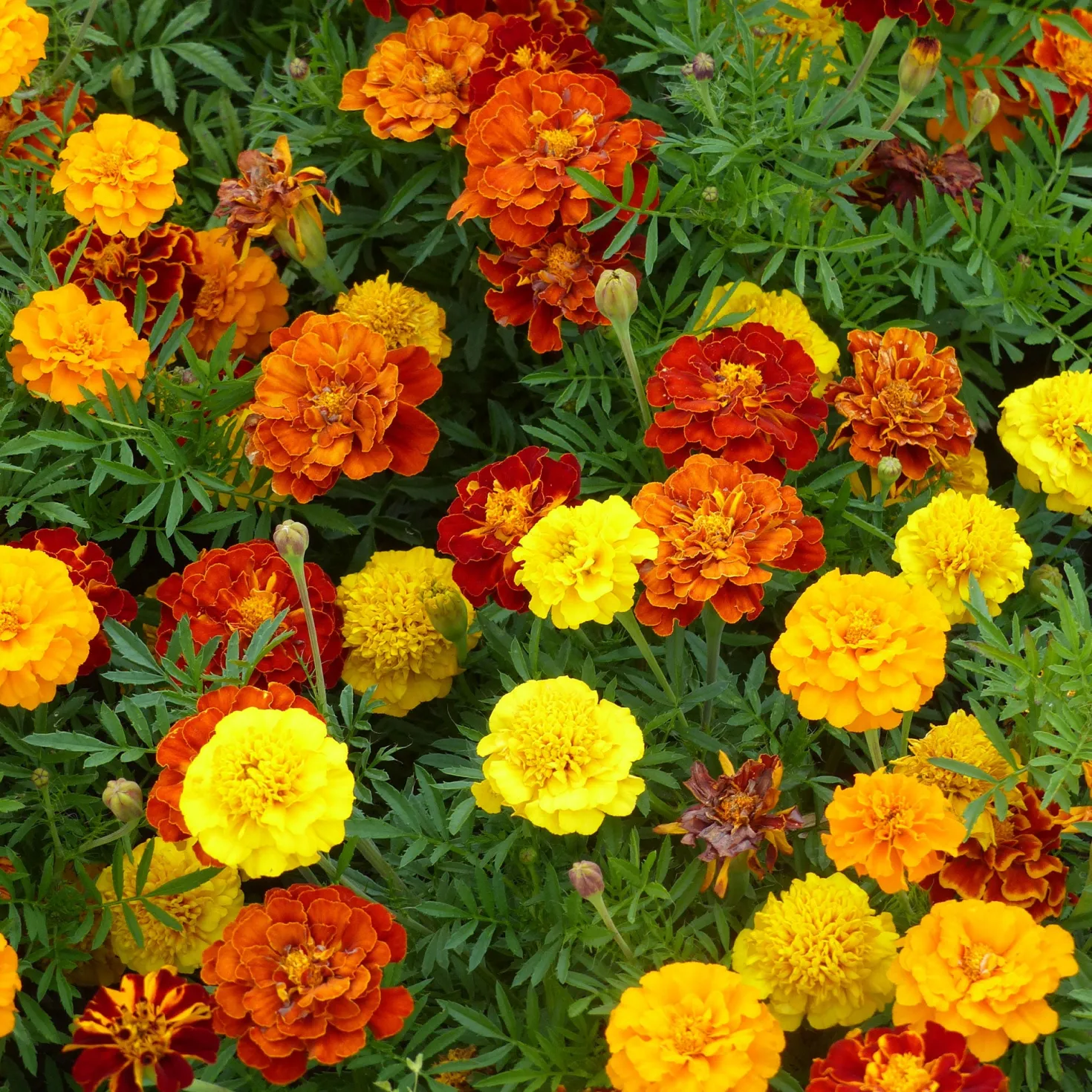 Niedrige Studentenblume - Farbenpracht ohne Aufwand