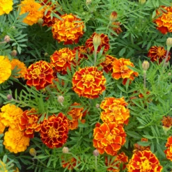 Niedrige Studentenblume - Farbenpracht ohne Aufwand