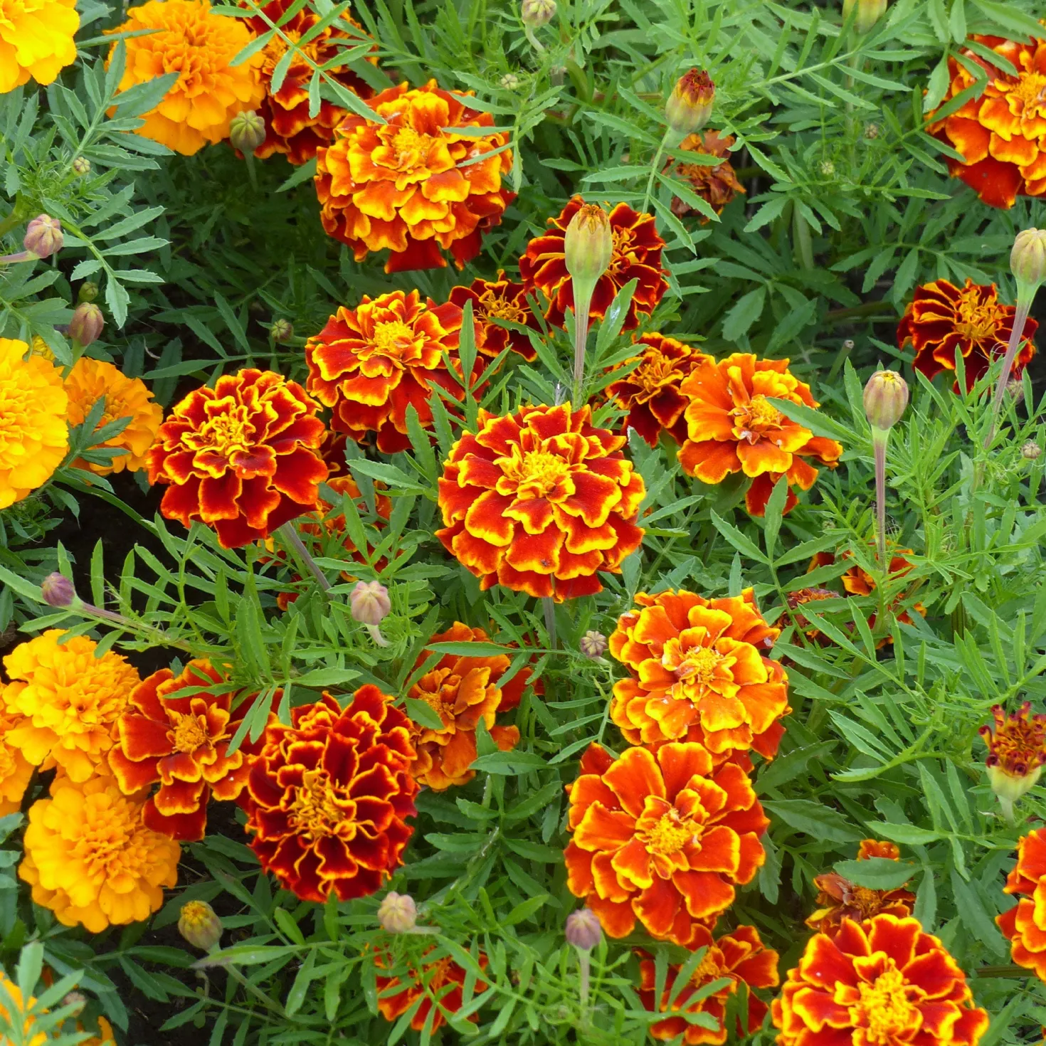 Niedrige Studentenblume - Farbenpracht ohne Aufwand