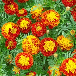 Niedrige Studentenblume - Farbenpracht ohne Aufwand