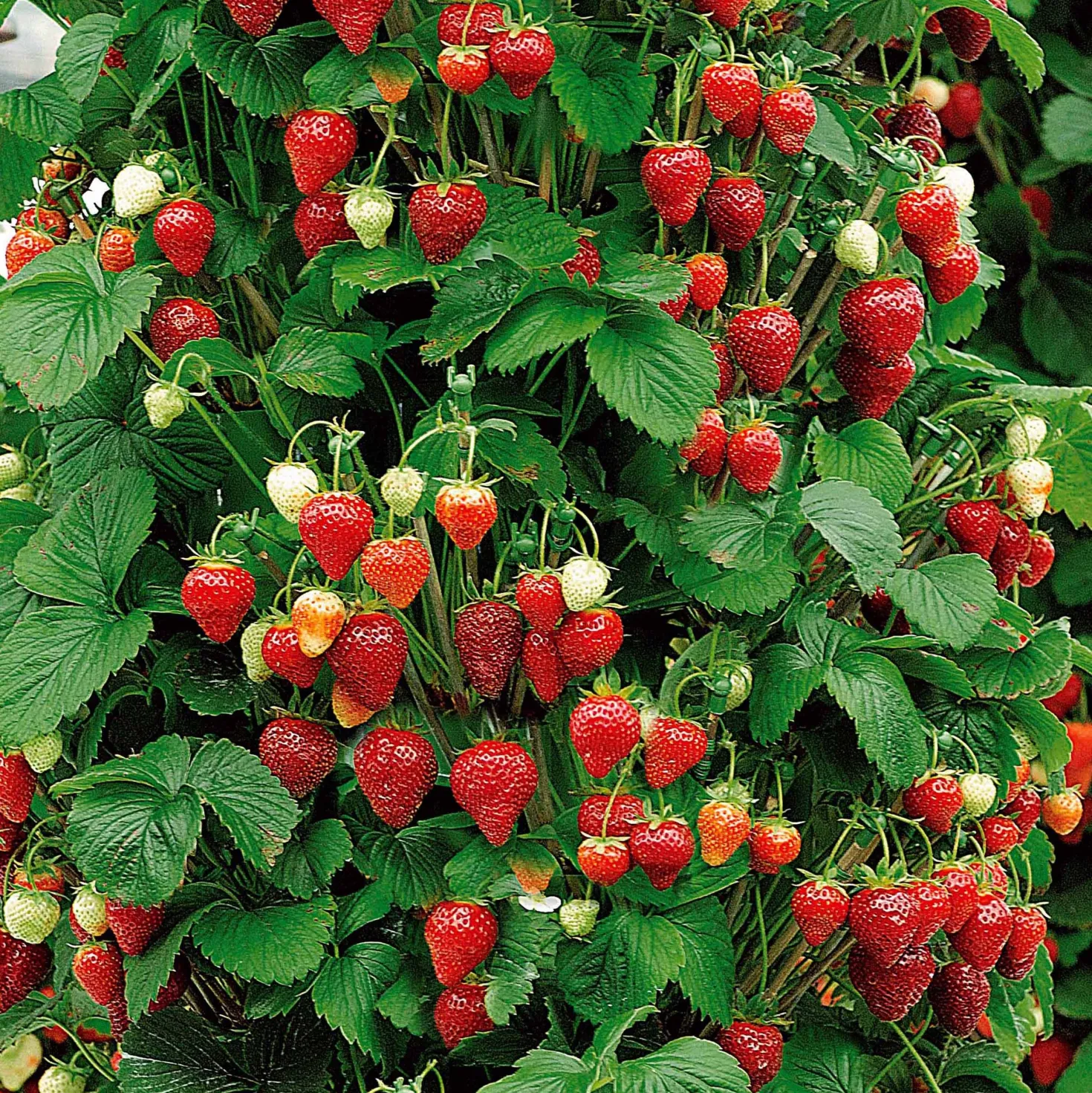 Obst-Kollektion Beerenfrüchte (x9) - Vielfältige rote Früchte, ertragreich