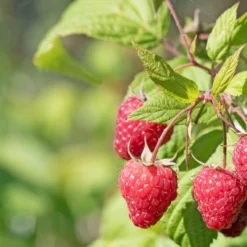 Obst-Kollektion Beerenfrüchte (x9) - Vielfältige rote Früchte, ertragreich