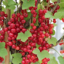 Obst-Kollektion Beerenfrüchte (x9) - Vielfältige rote Früchte, ertragreich