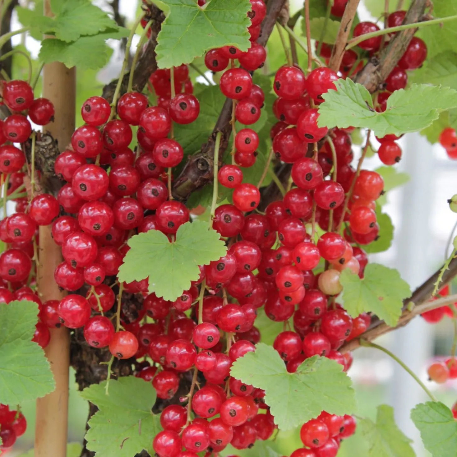 Obst-Kollektion Beerenfrüchte (x9) - Vielfältige rote Früchte, ertragreich