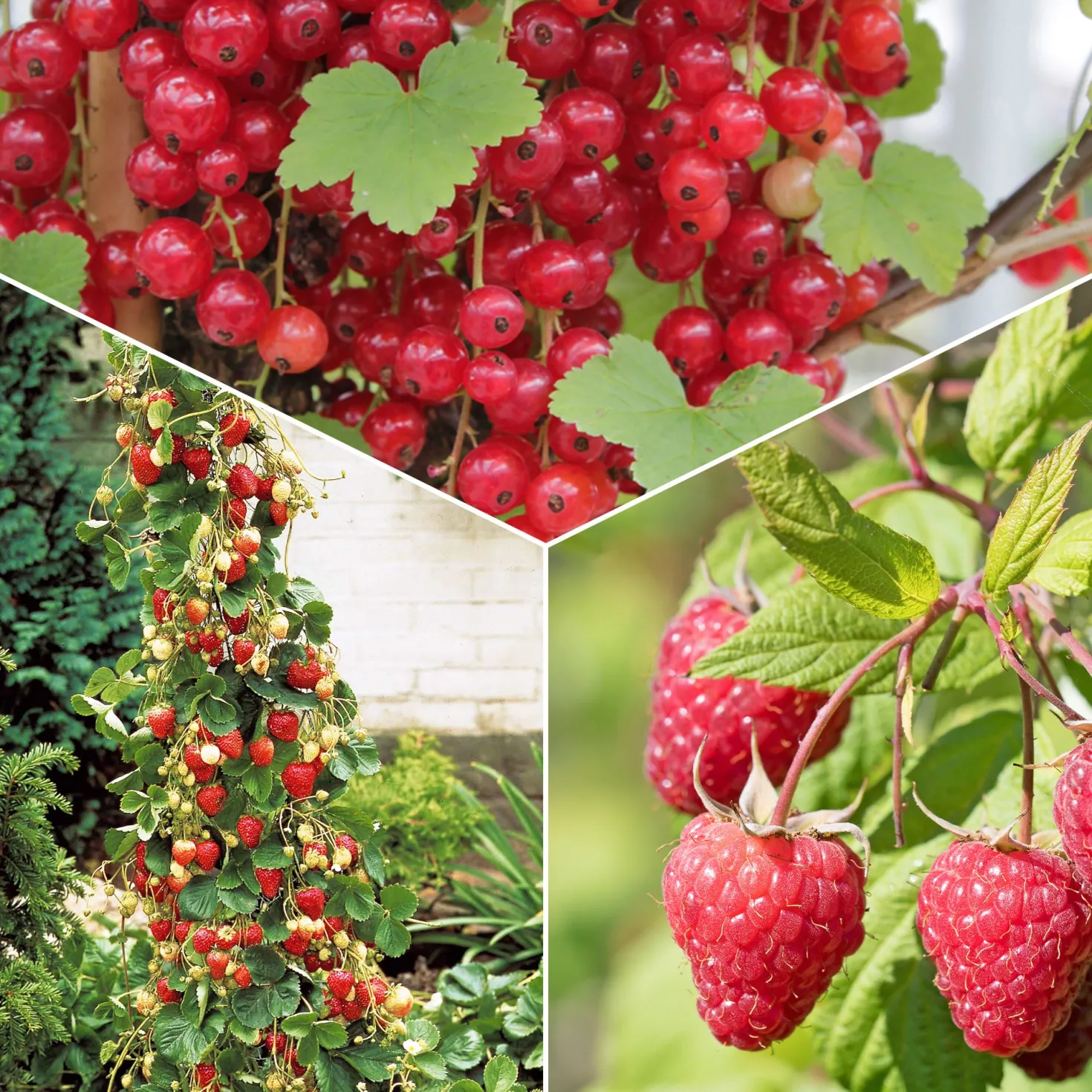 Obst-Kollektion Beerenfrüchte (x9) - Vielfältige rote Früchte, ertragreich
