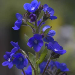 Ochsenzunge ‘Loddon Royalist’ - Kräftiges Blau im Beet