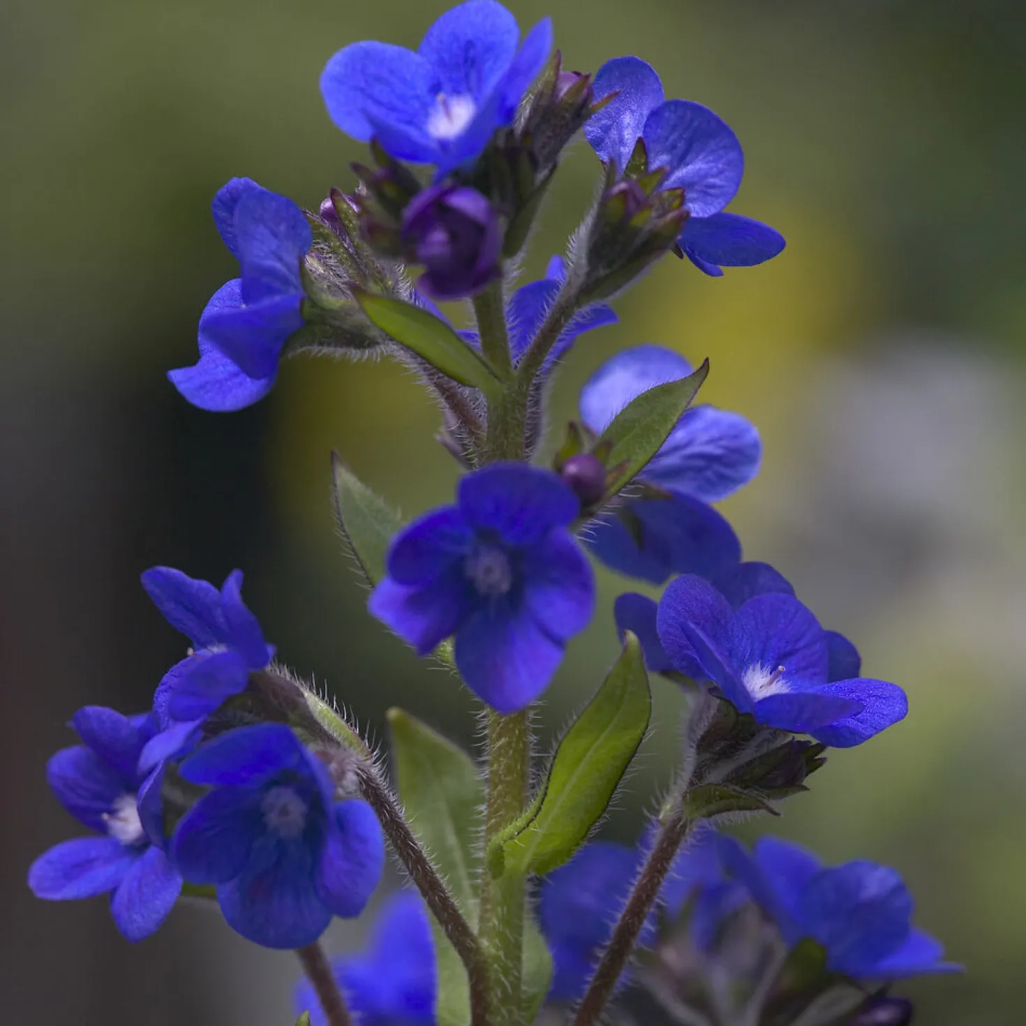 Ochsenzunge ‘Loddon Royalist’ - Kräftiges Blau im Beet