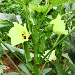 Okra - Zarte Schoten frisch ernten