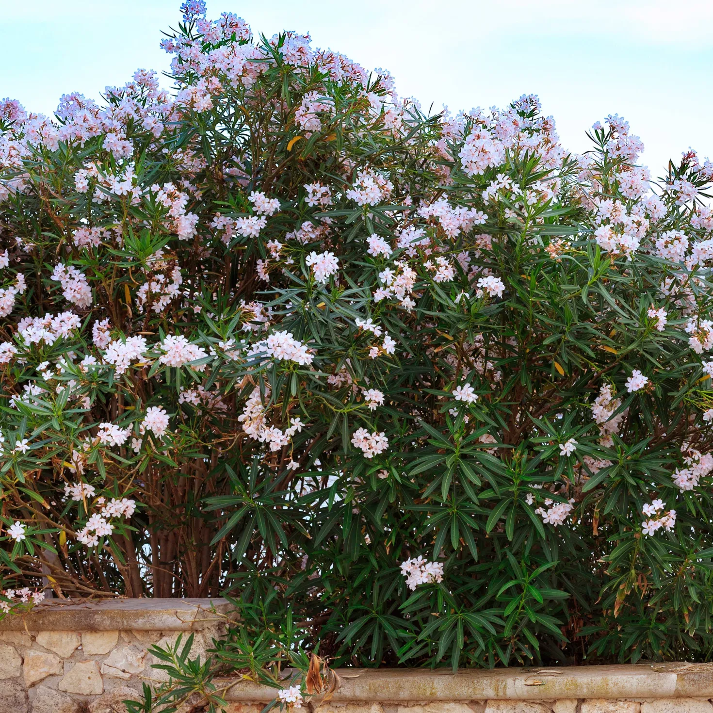 Oleander Harriet Newding - Mediterranes Flair sofort
