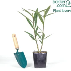Oleander Harriet Newding - Mediterranes Flair sofort