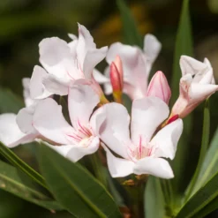 Oleander Harriet Newding - Mediterranes Flair sofort