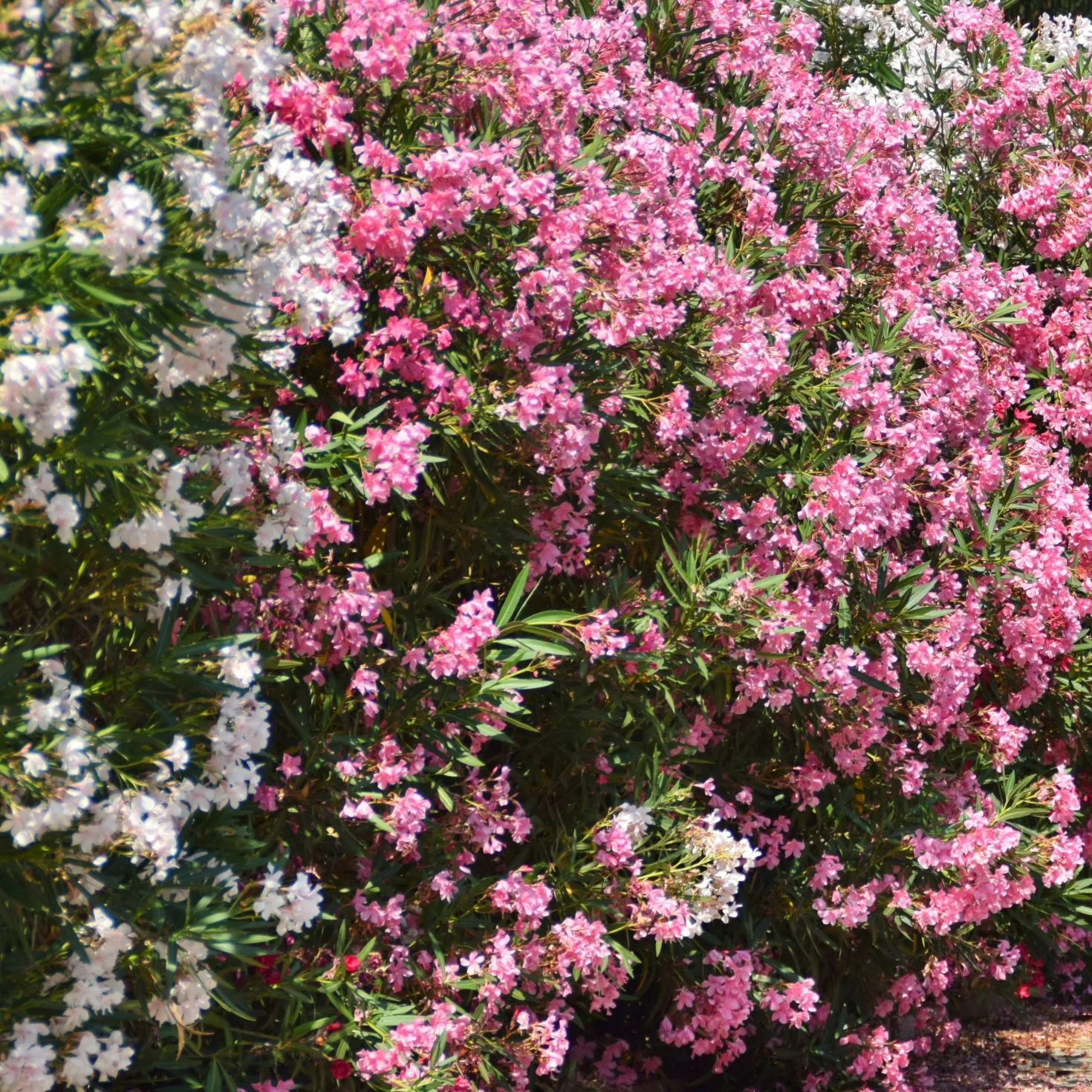 Oleander - Mediterranes Flair sofort