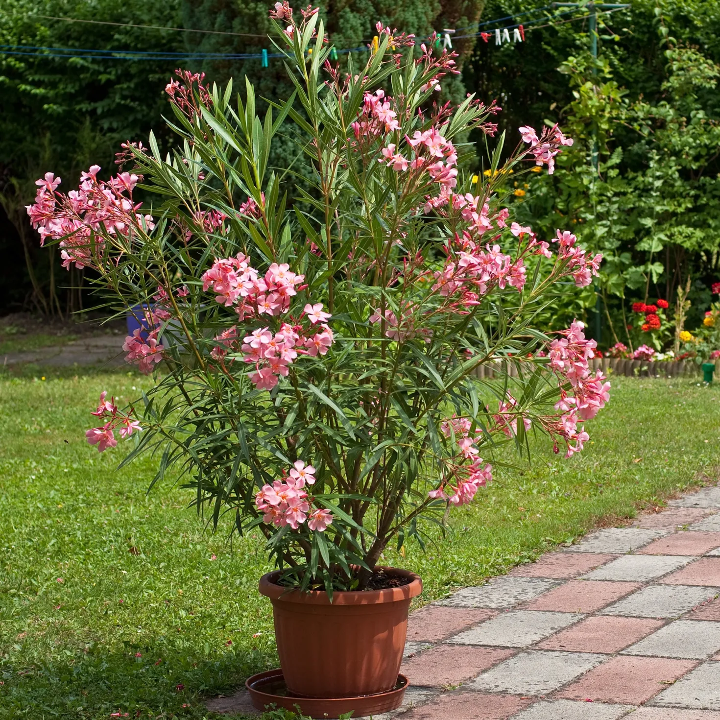 Oleander - Mediterranes Flair sofort