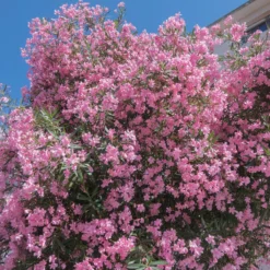 Oleander - Mediterranes Flair sofort