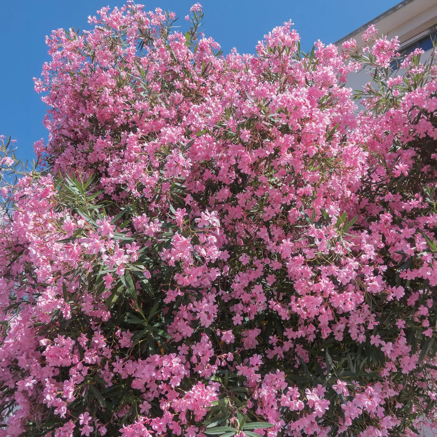 Oleander - Mediterranes Flair sofort