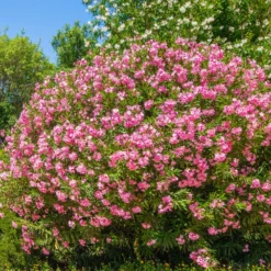 Oleander - Mediterranes Flair sofort