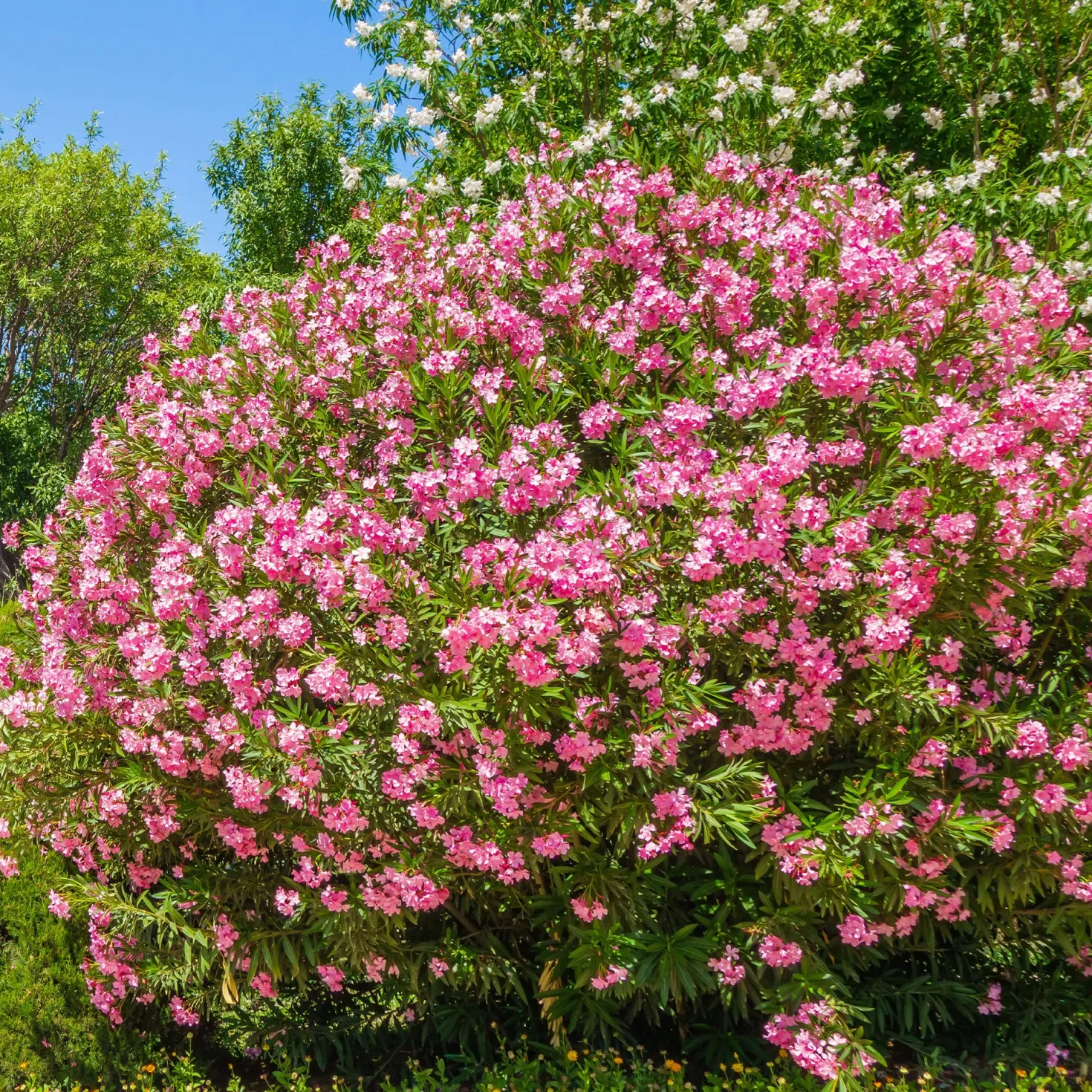 Oleander - Mediterranes Flair sofort