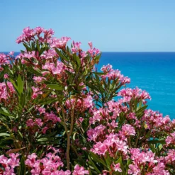 Oleander - Mediterranes Flair sofort