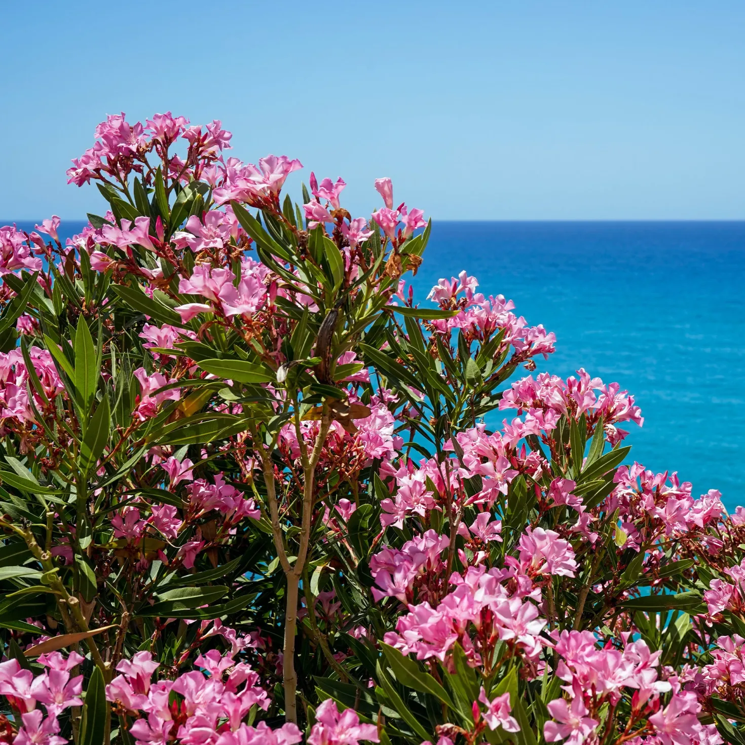 Oleander - Mediterranes Flair sofort