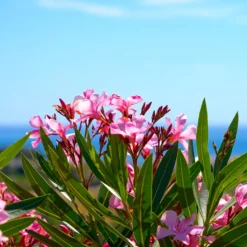 Oleander - Mediterranes Flair sofort