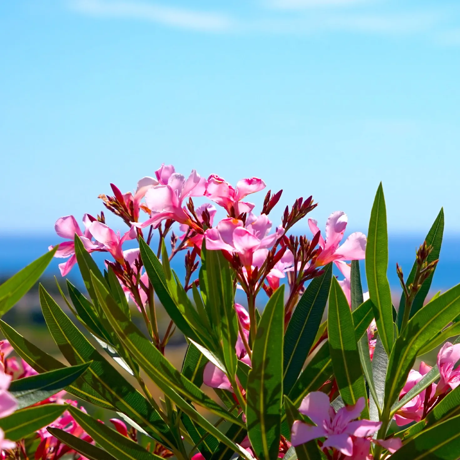 Oleander - Mediterranes Flair sofort