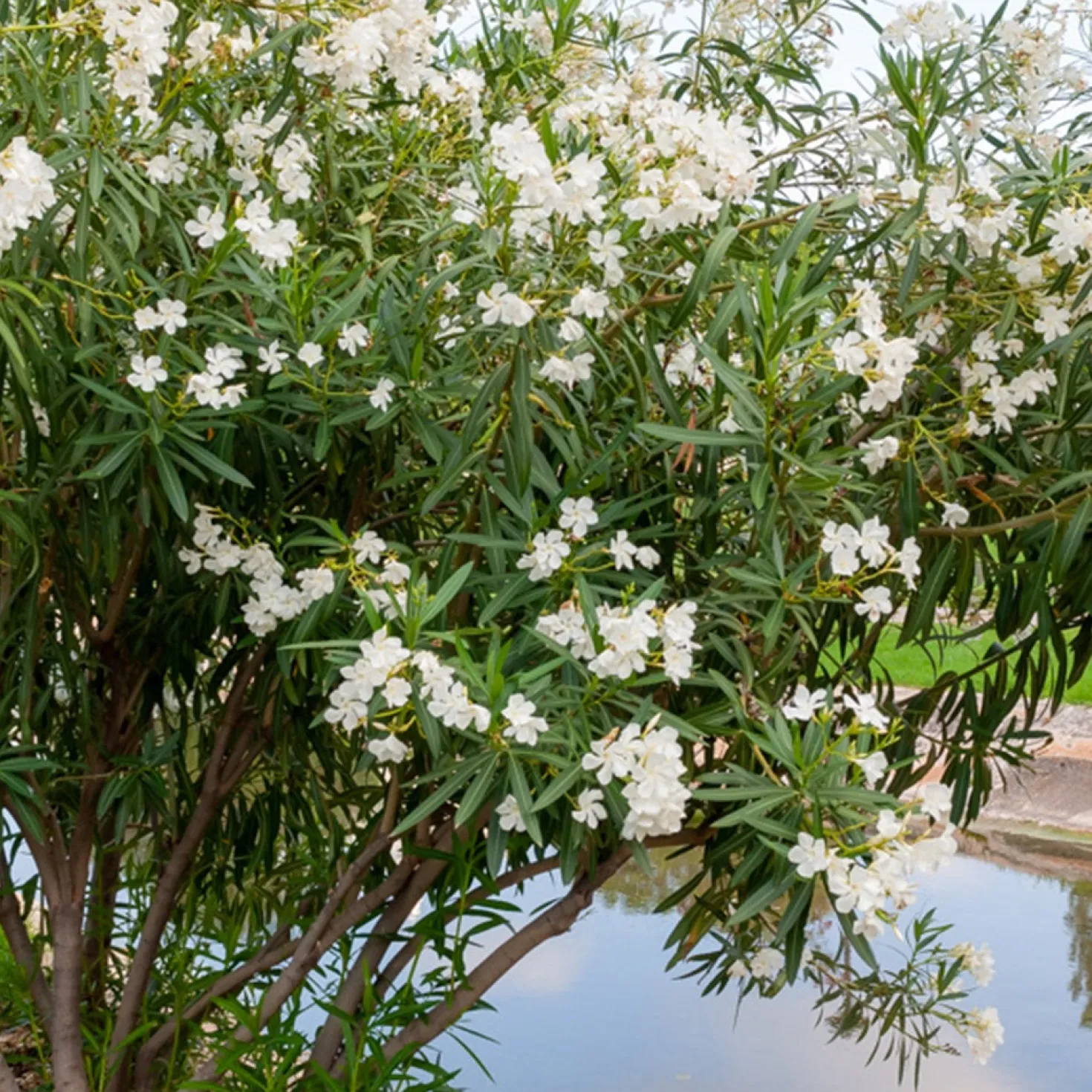 Oleander weiß - Mediterranes Flair sofort