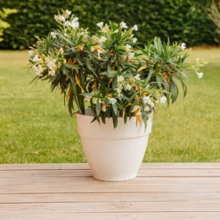 Oleander weiß - Mediterranes Flair sofort