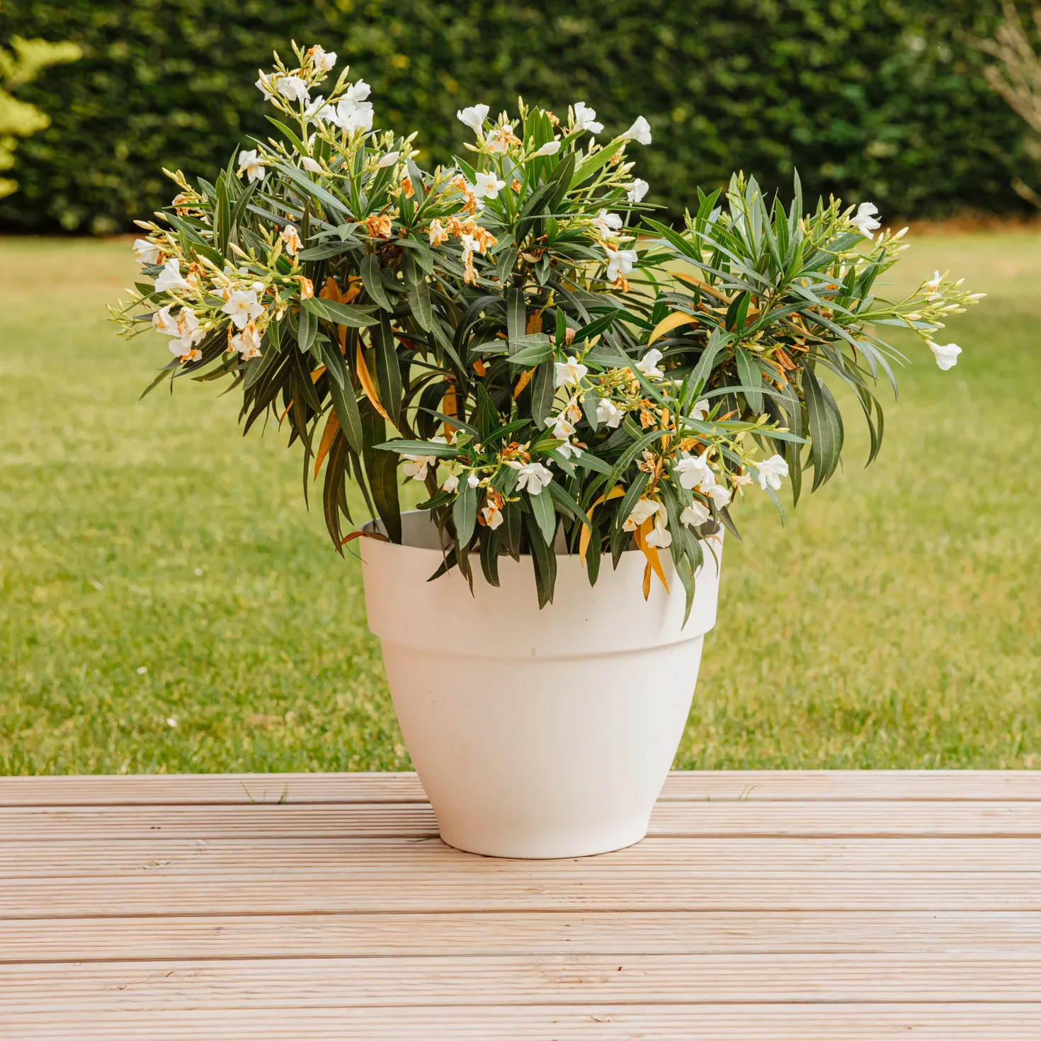Oleander weiß - Mediterranes Flair sofort
