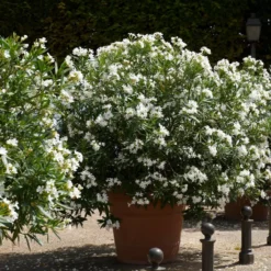 Oleander weiß - Mediterranes Flair sofort