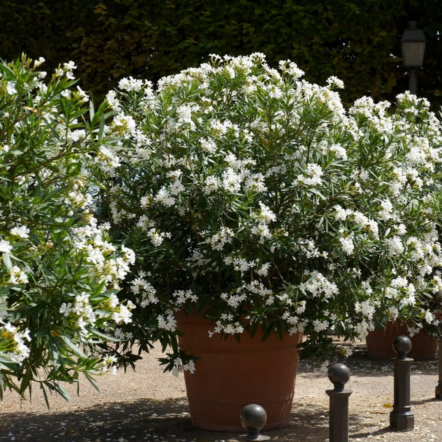 Oleander weiß - Mediterranes Flair sofort