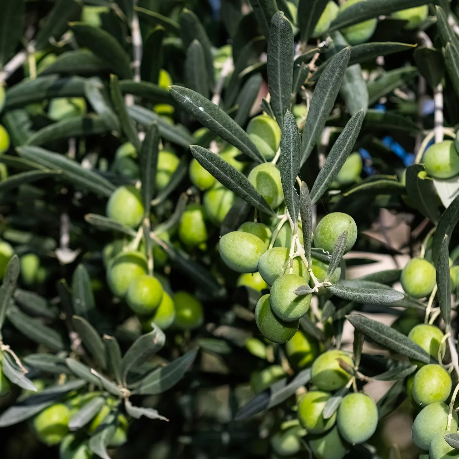Olivenbaum - Mediterranes Flair sofort