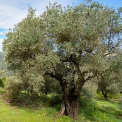 Olivenbaum - Mediterranes Flair sofort